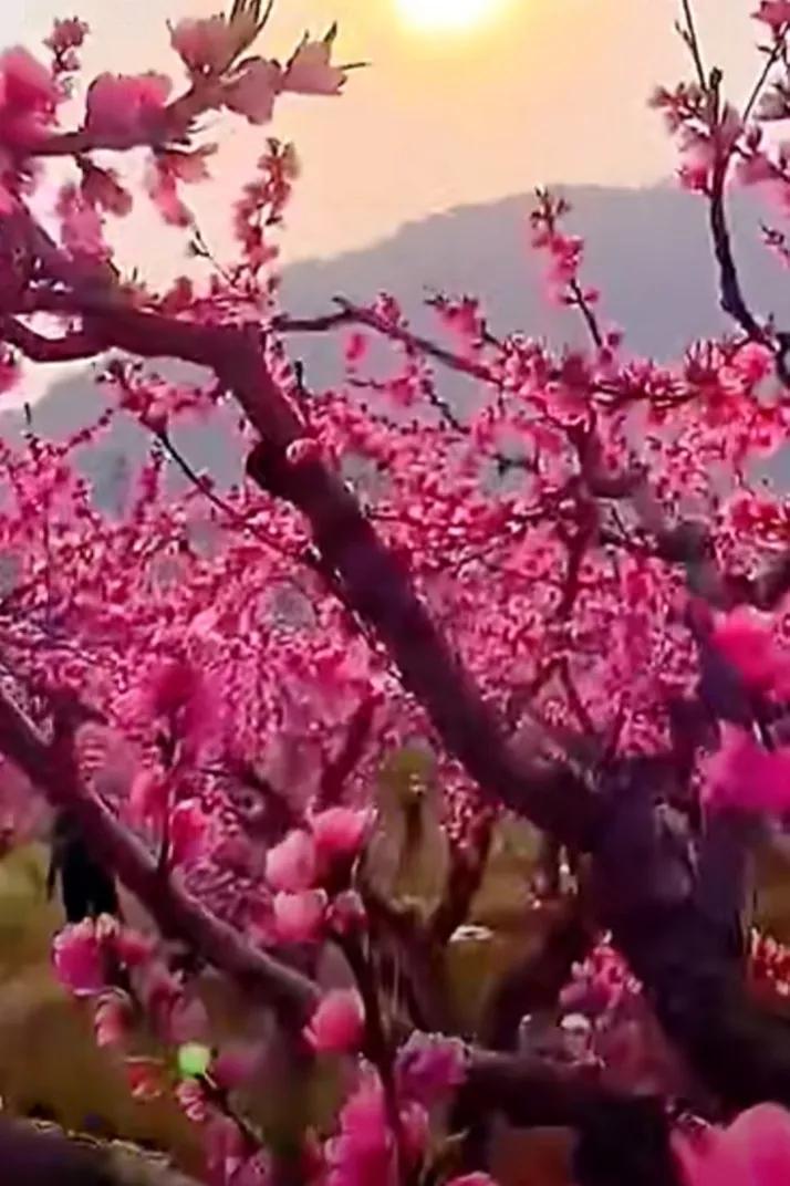 《柳梢青·谴诗坛乱象（《词林正韵》正体》注解⑵