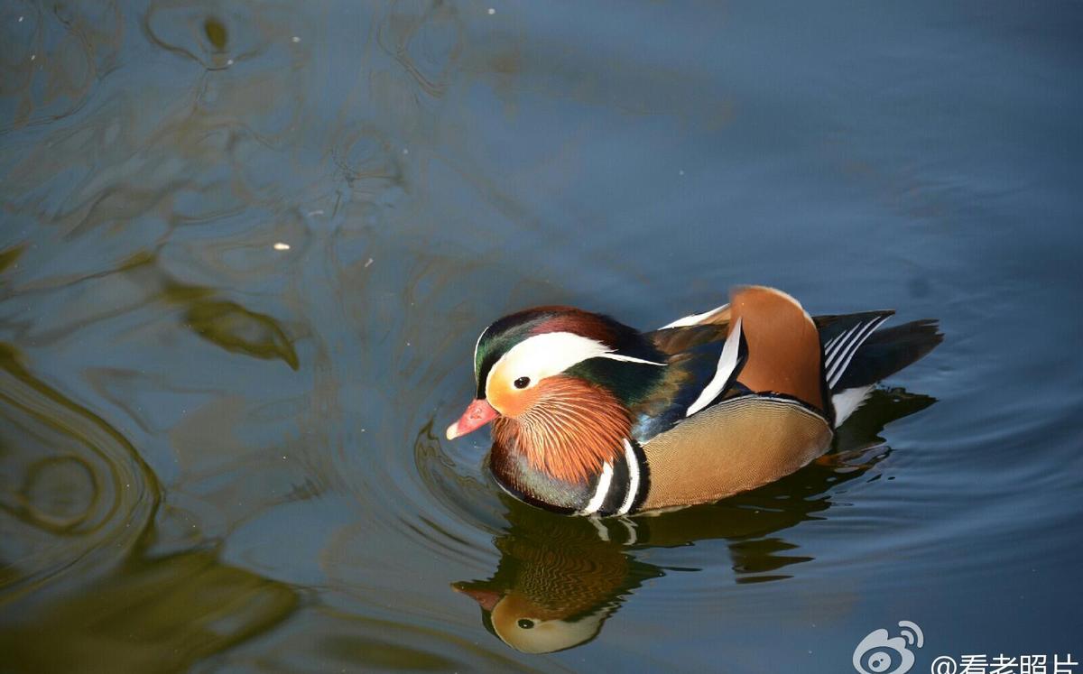日军日记：在徐州建立了慰安所，不听话的女人就割掉其乳房!