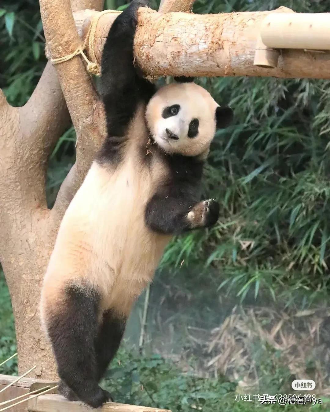 那些证明福宝是人的证据——毛皮大衣下是个小人精