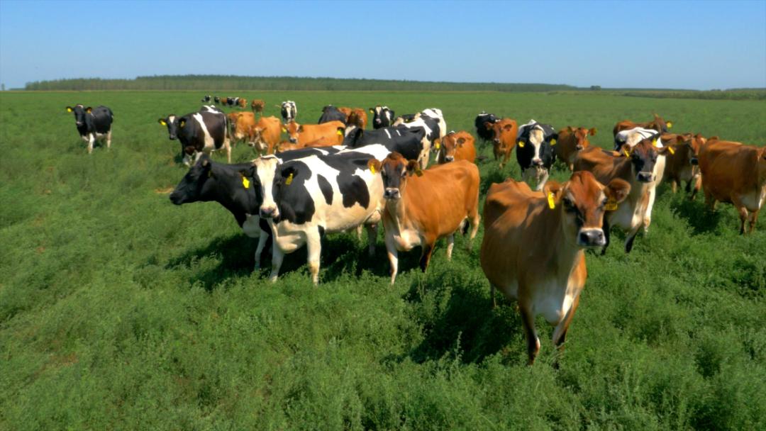 辽宁辉山牛奶集团有限公司,辉山牛奶历史