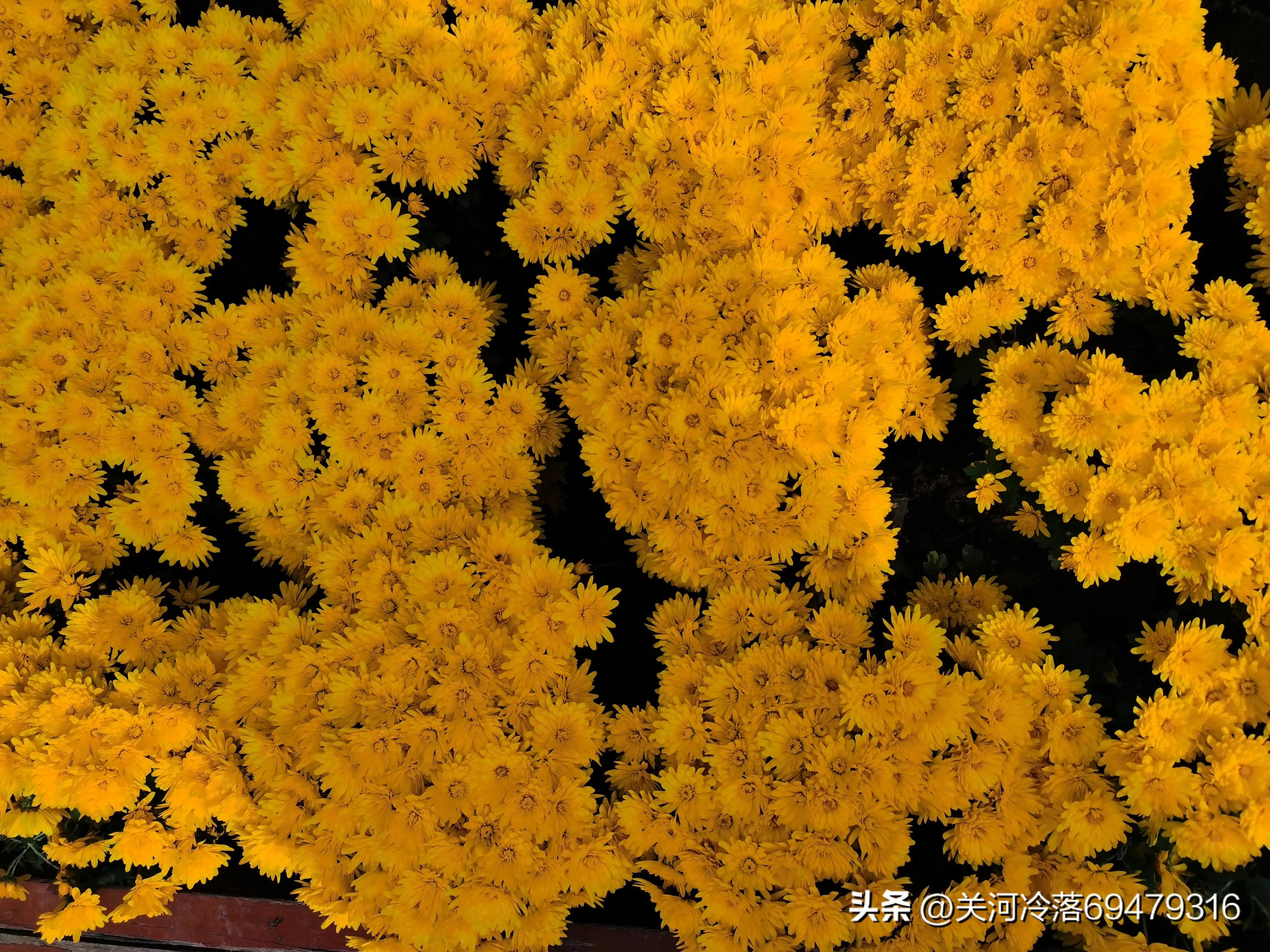 菊与刀讲述日本的矛盾,菊与刀解说日本文化