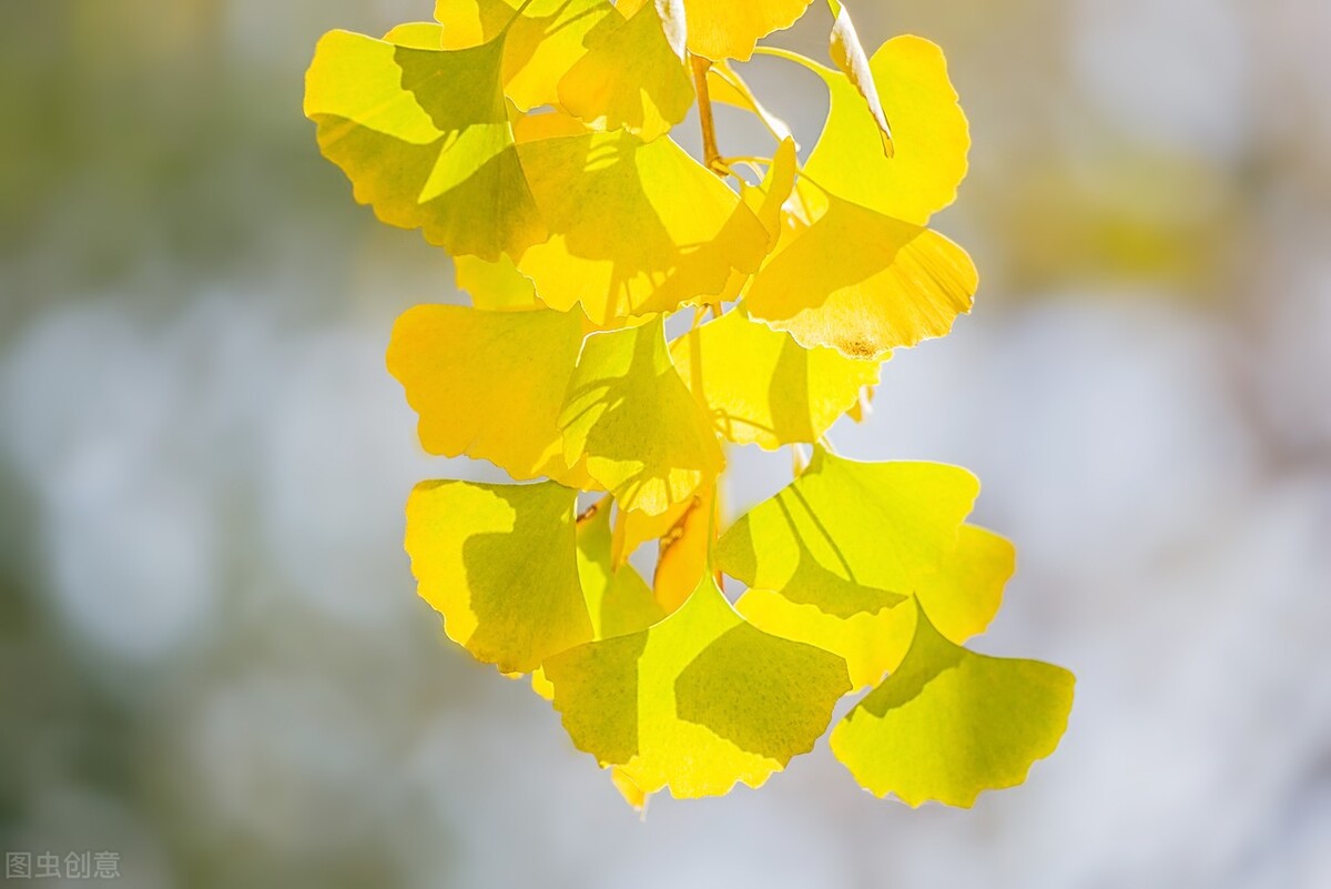 散文陪伴是最长情,散文陪母亲重游荒废已久的母校
