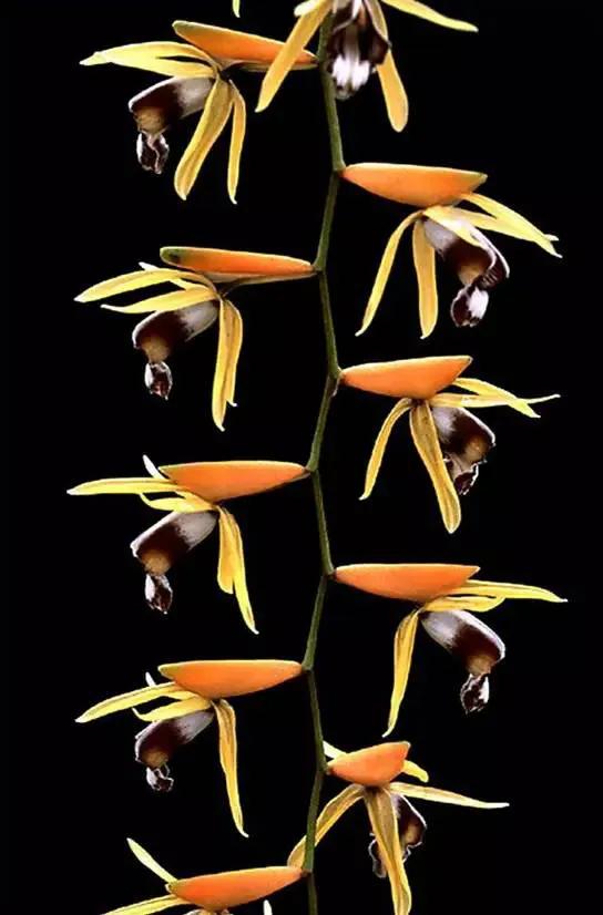 最美的100种兰花图片,欣赏一下最美的兰花