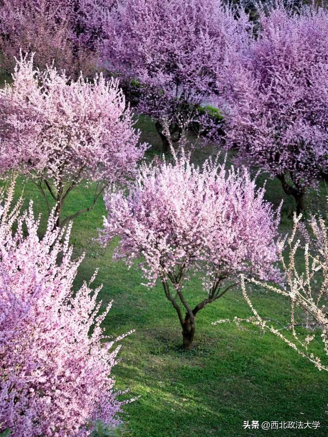 你为什么考研选择西法大,为什么选择西法大