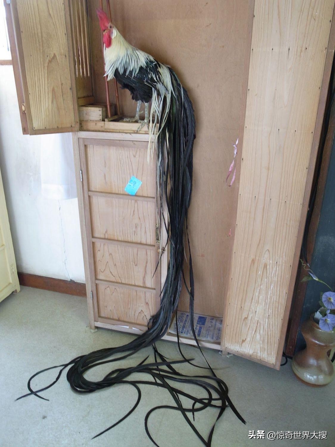 世界上最奇特的钞票有哪些,世界上最奇怪的钞票