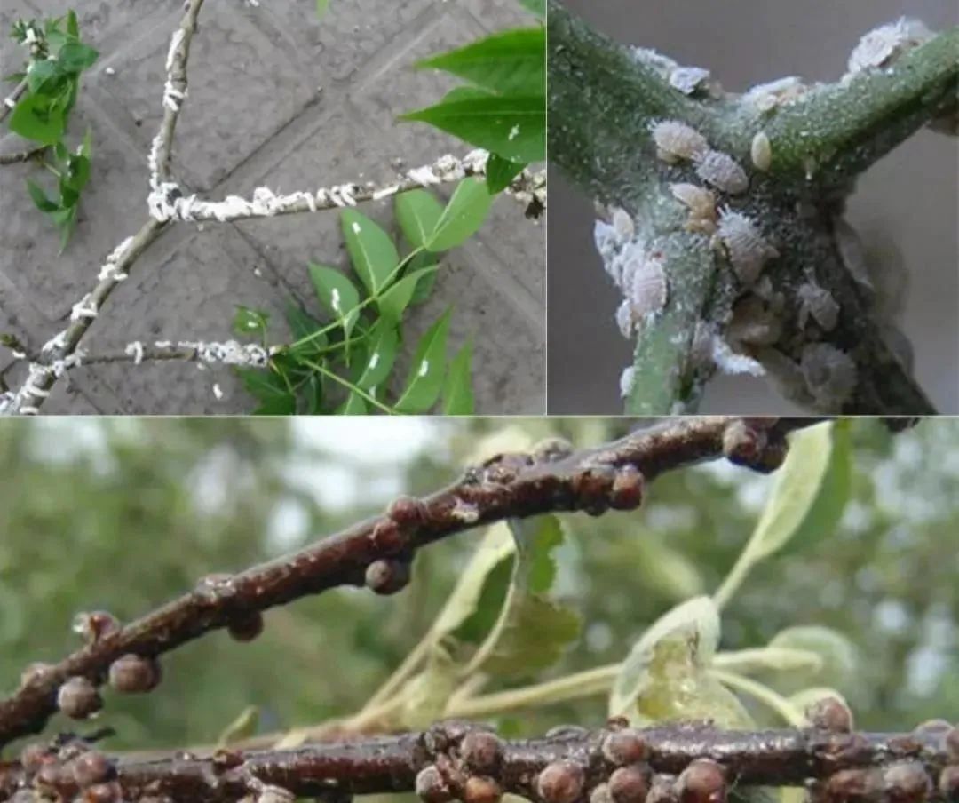 花上生了介壳虫有什么好办法消灭,绿植上生了介壳虫怎么治