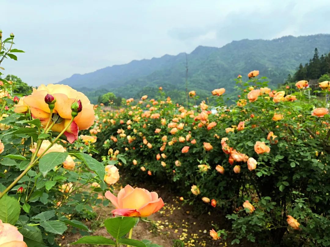 大寨玫瑰花海迷宫,花海迷宫大寨