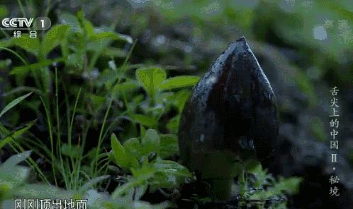 比肉还好吃的香菇就应该这样做,比肉还香香菇