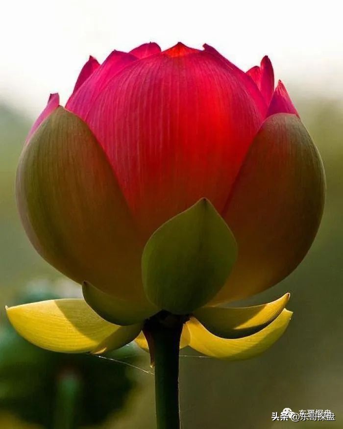 郑州2022年哪家房企卖的最好,2023年郑州各楼盘销售数据