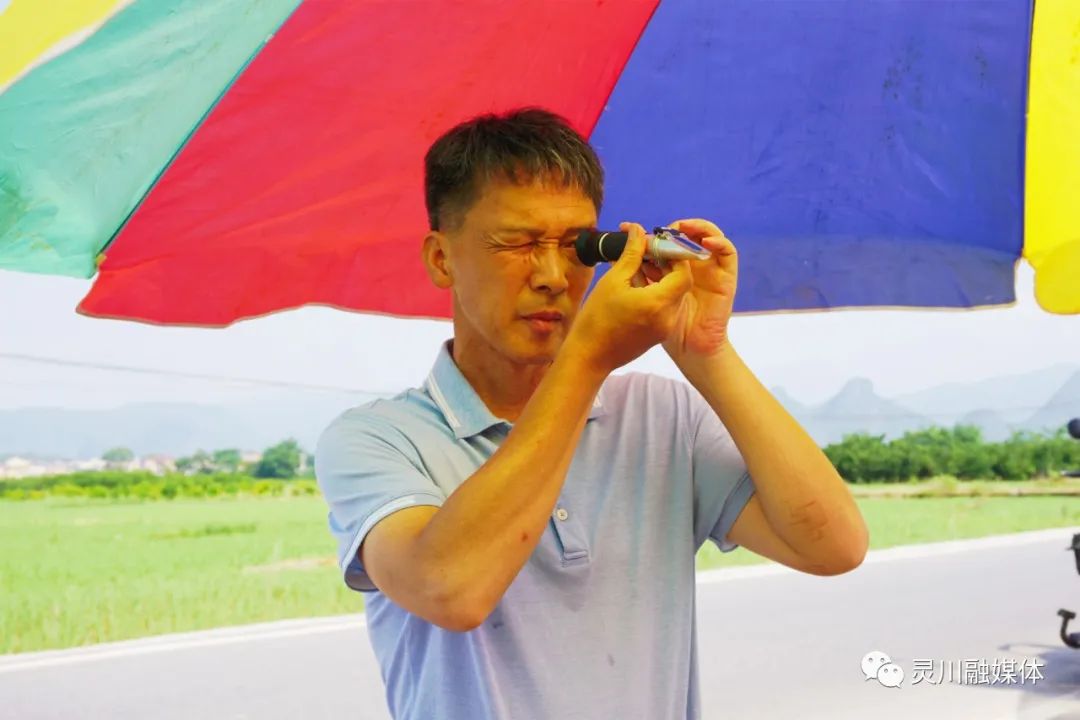 甜蜜产业促农增收,甜蜜产业致富模式