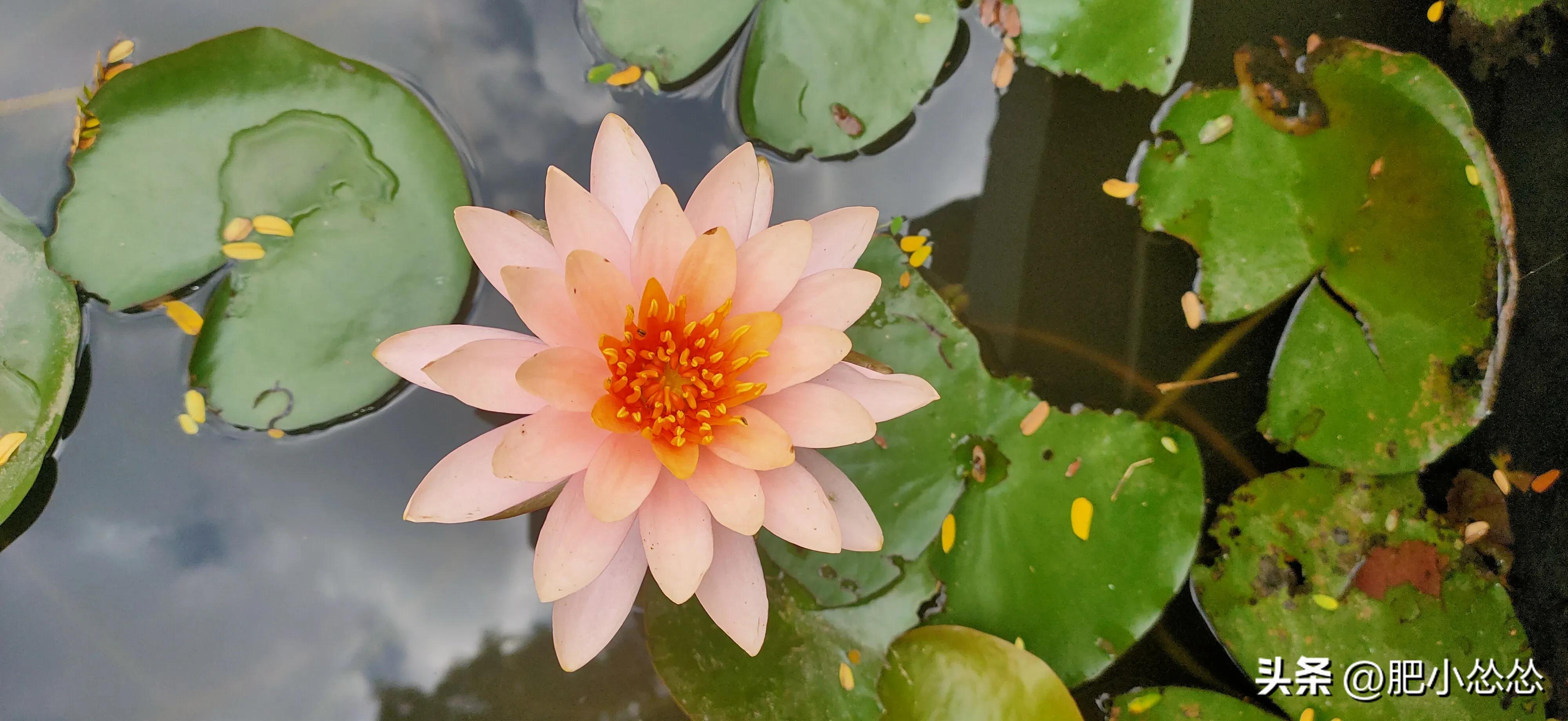 广州免费公园景点大全,广州石门公园门票价格