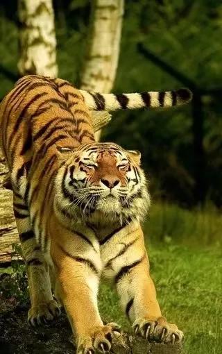 名笔贺岁——制笔艺术大师李小平“福禄同春”毛笔受推崇