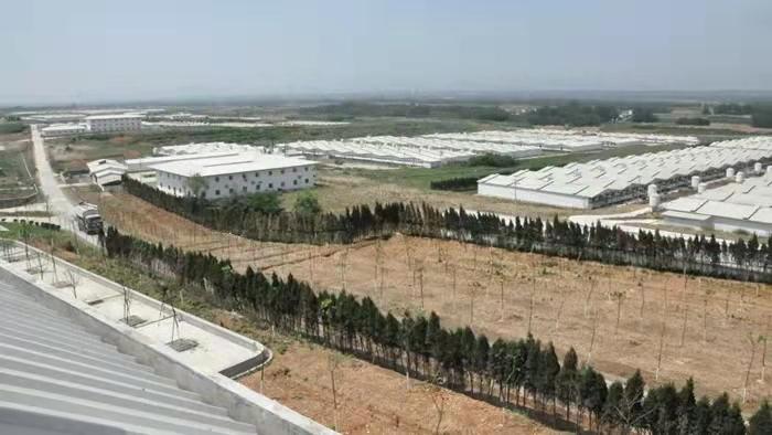 农村穷小子，借钱养猪，把3.1万变成1700亿，成河南首富，凭啥？