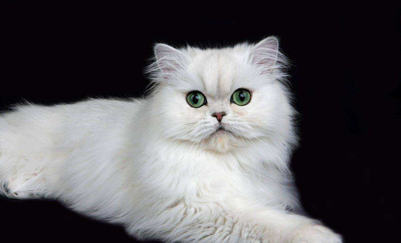 英短蓝猫放屁很臭,波斯猫便便臭怎么解决的