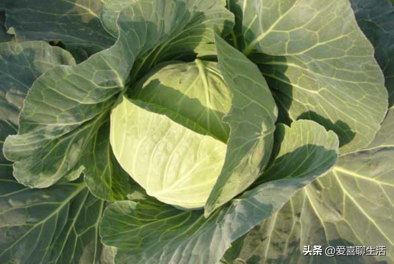 减脂食谱日常菜谱,不会发胖减脂的食谱