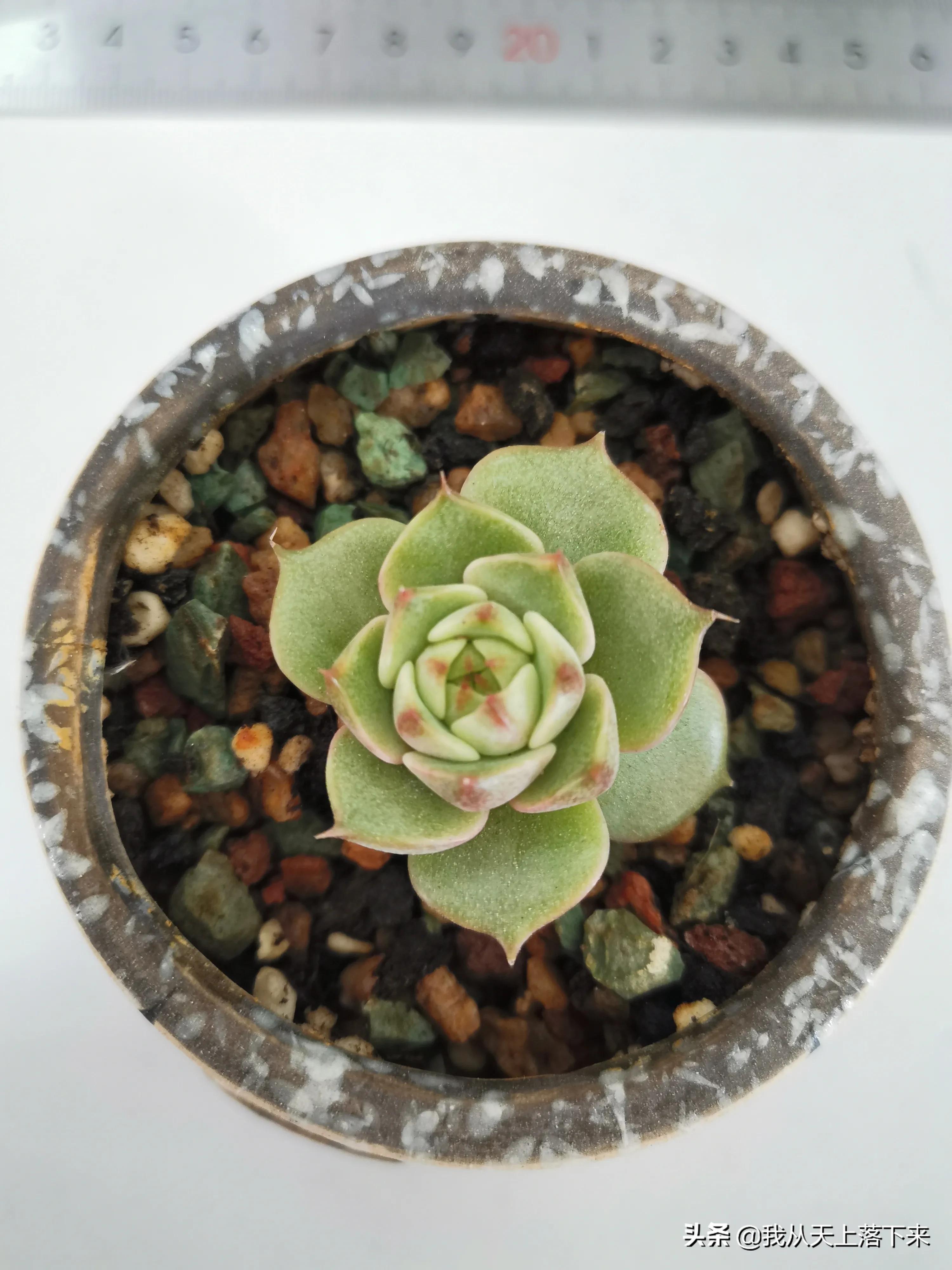 多肉品种及图片大全欣赏,多肉品种辨别图片大全欣赏