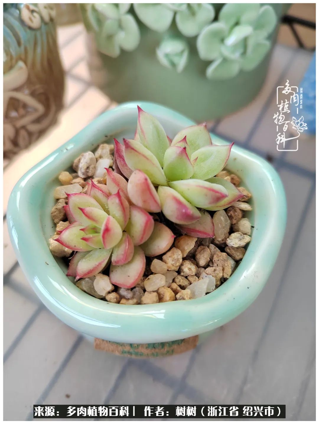 又临寒冬，暖阳下携手肉肉赏姹紫嫣红！