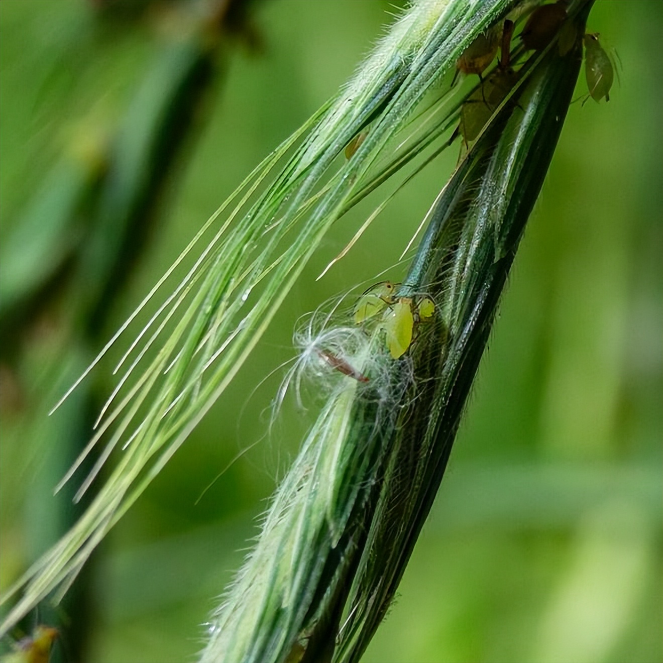 29种小麦杂草防除高招,农业专家稻田灭鼠