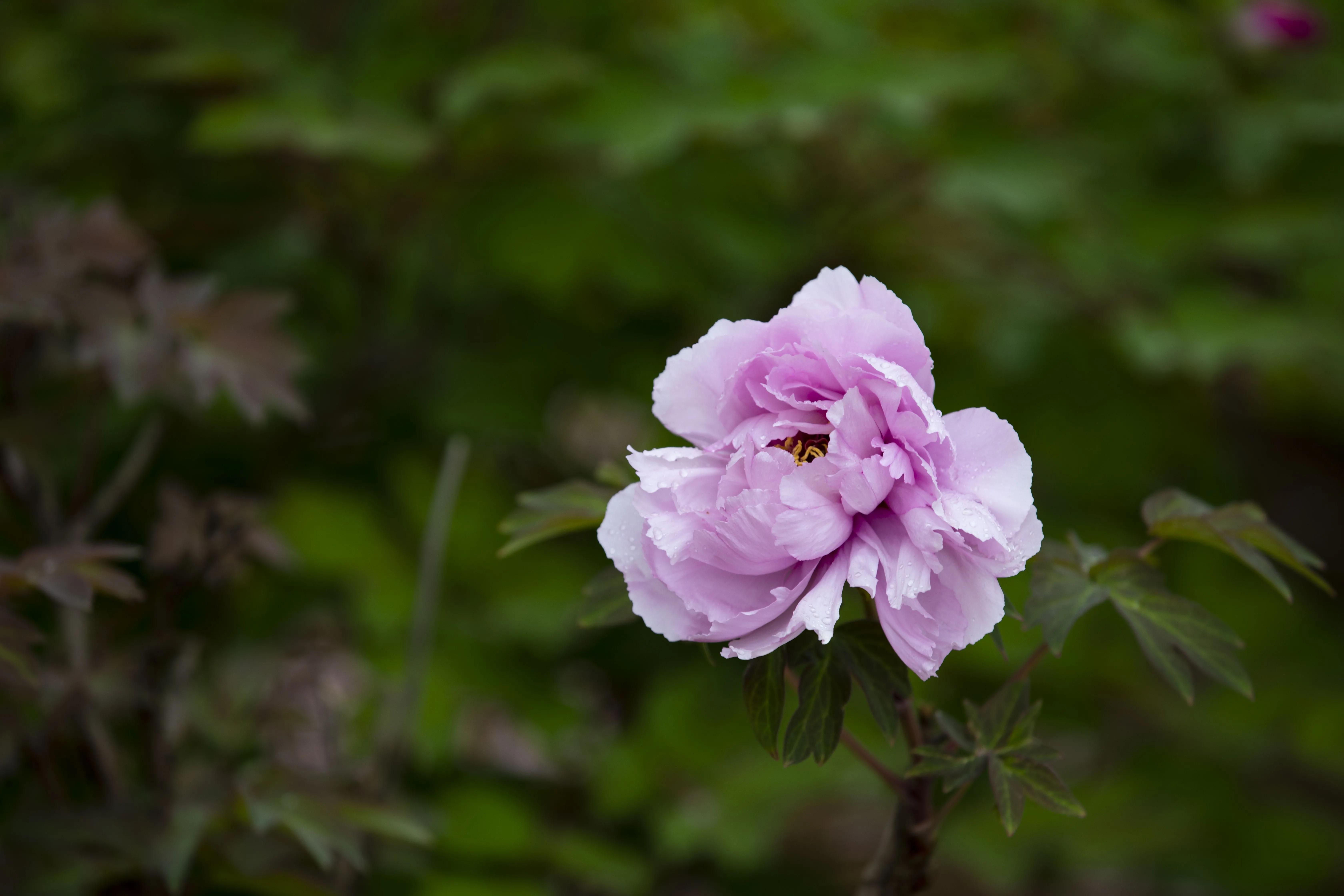 牡丹花开得雍容华贵芳香四溢,牡丹花开雍容华贵视频