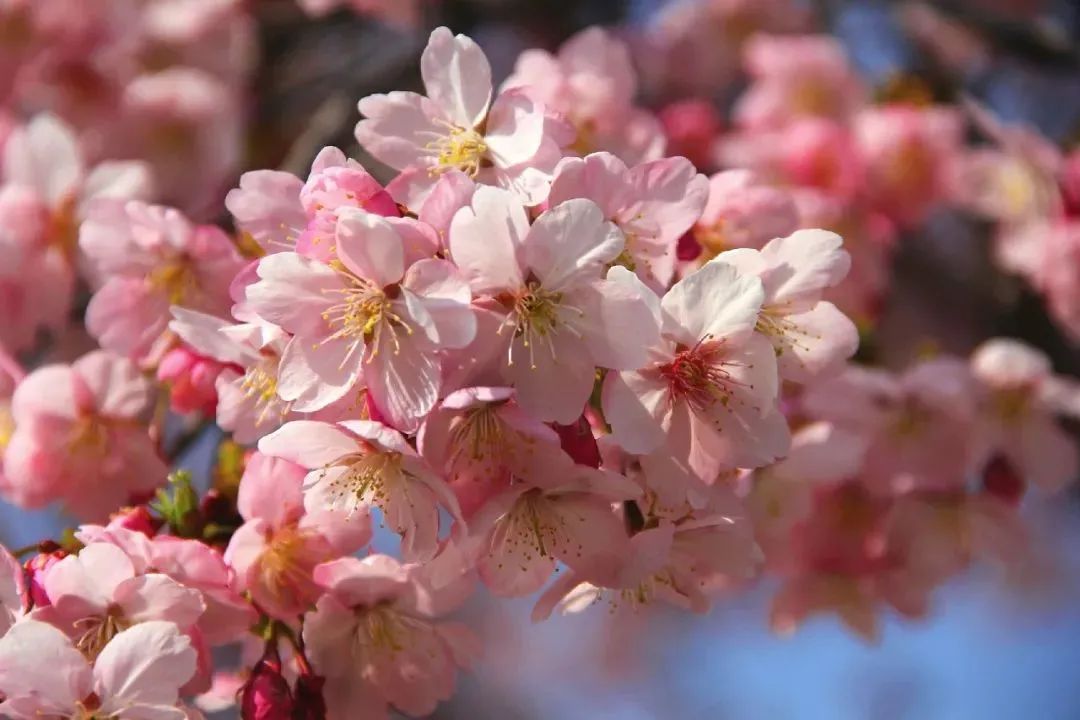 初春河津樱花图片大全,河津樱花品种大全