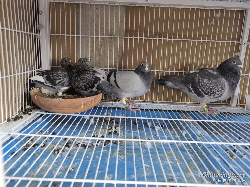 同窝鸽子大小不均怎办,同窝幼鸽体型大的是雌还是雄