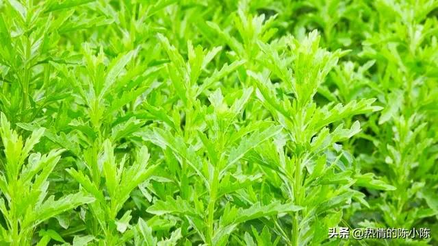 端午祝福语图片大全,端午祝福语视频