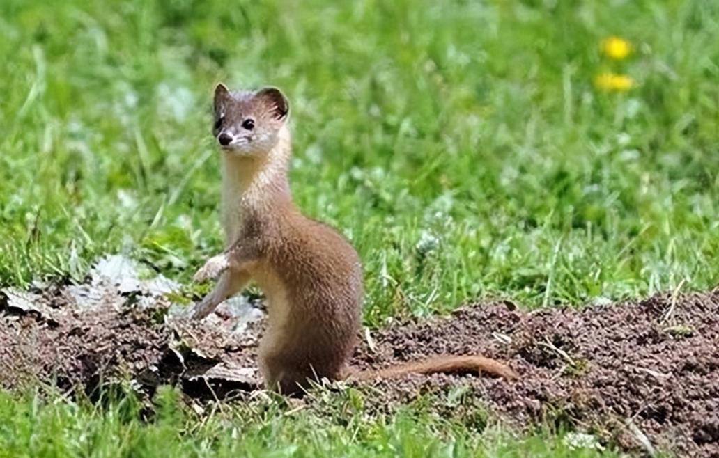 李时珍为什么不吃黄鼠狼呢,为什么黄鼠狼不宜吃