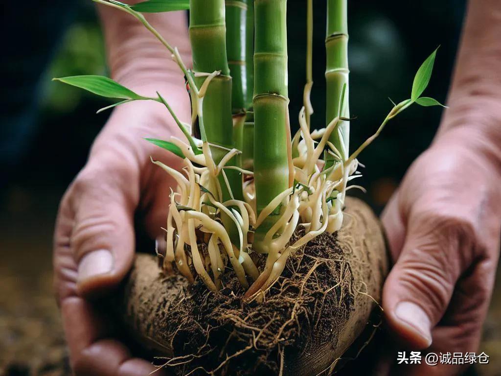 富贵竹怎么养才能快速生根,富贵竹怎么养才能生根养得久