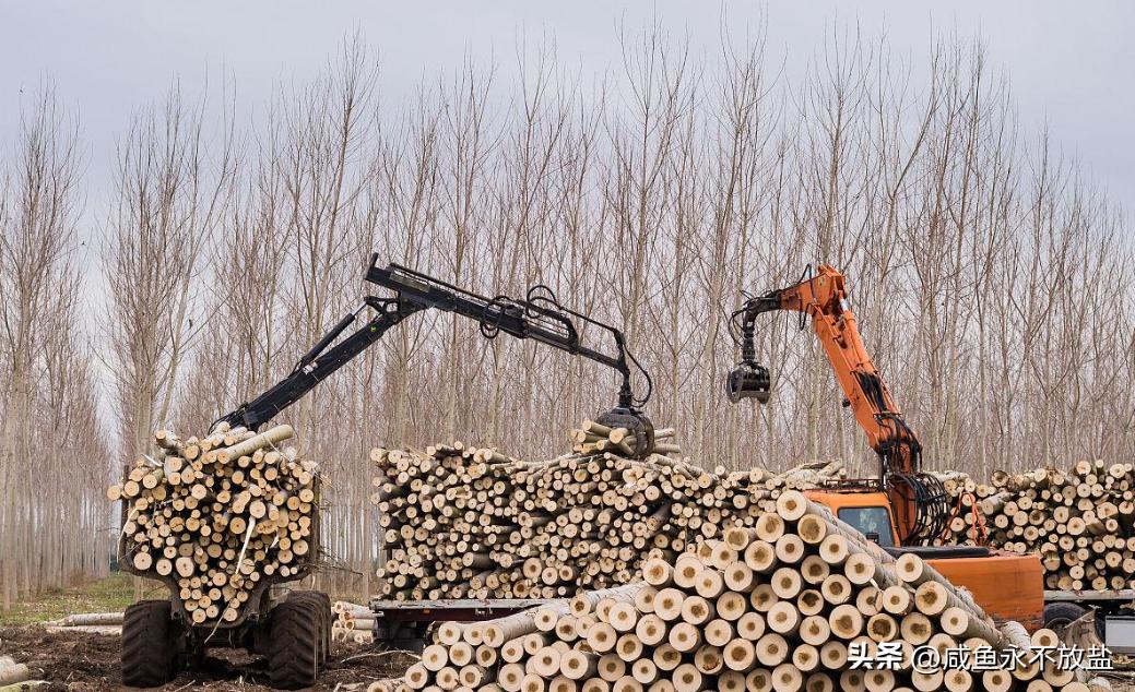 从林业运营中起重机的技术探索，分析如何提升其砍伐、剥皮等性能