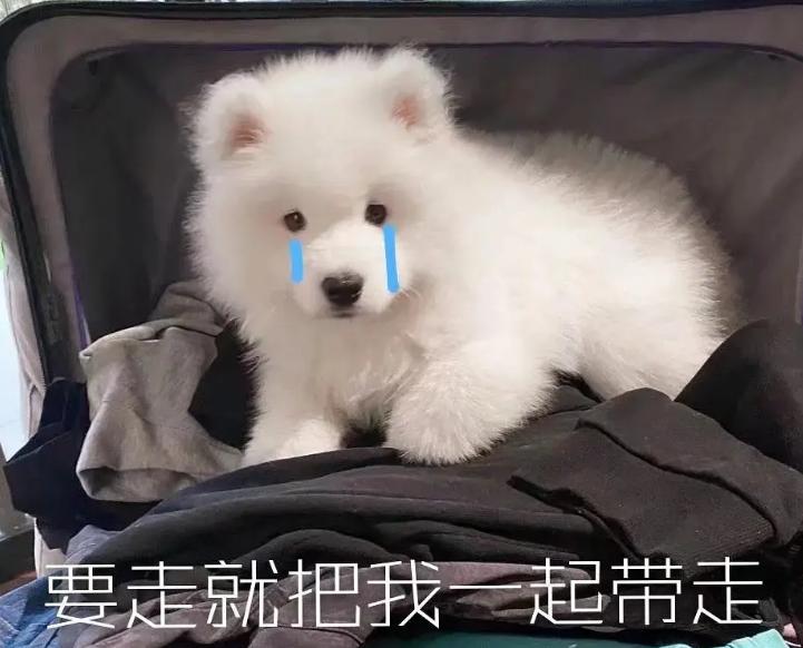 适合出门拉风的狗,几种出门最让人受欢迎的狗狗