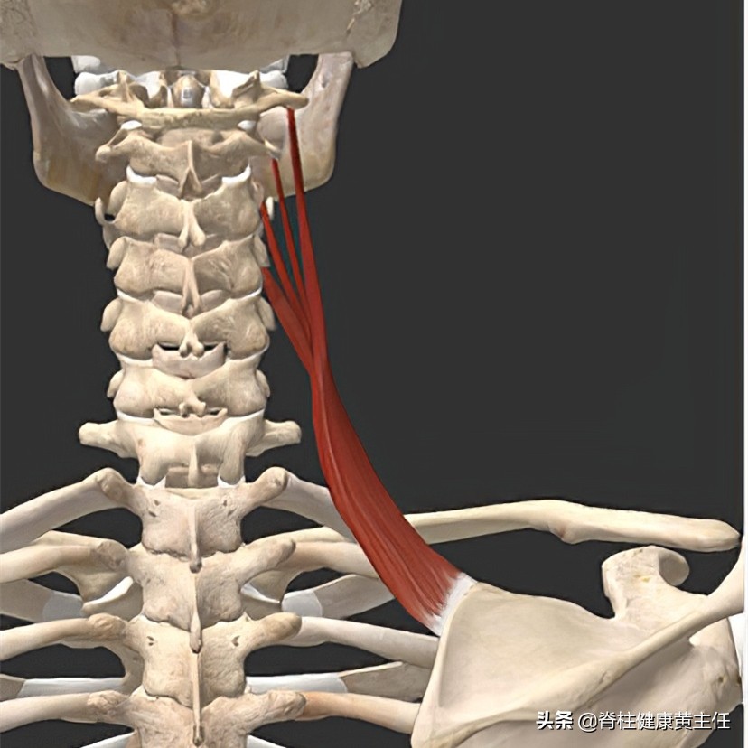 肩胛骨内侧疼痛一招搞定,肩胛骨内侧疼痛最好的治疗办法