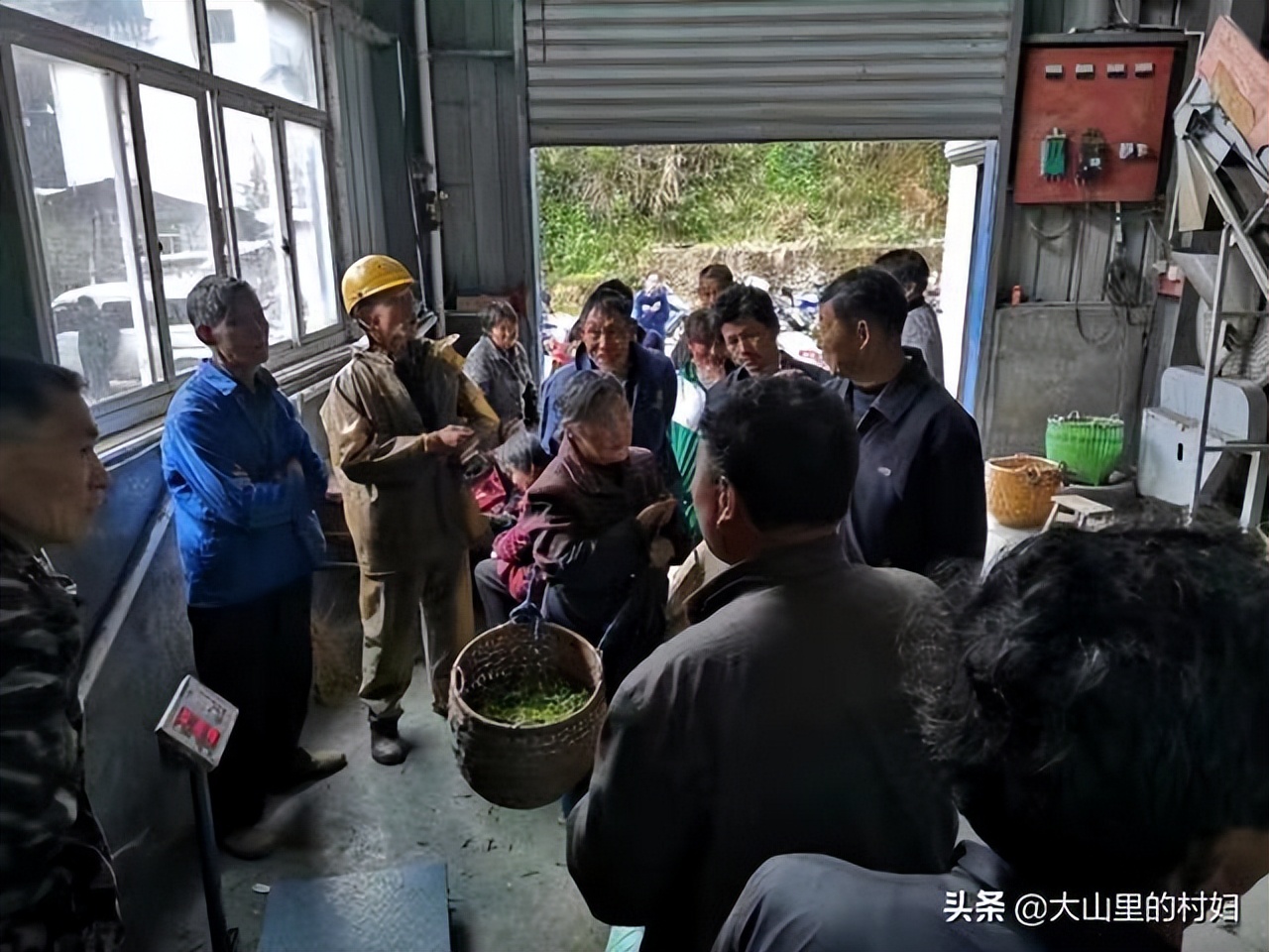 茶农张红英，别人从农村去城市，她却从城市回农村，只为种出好茶