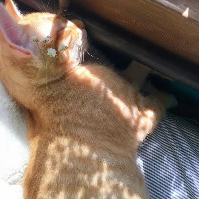 怎么高级的表达生日快乐,最文艺方式祝别人生日快乐