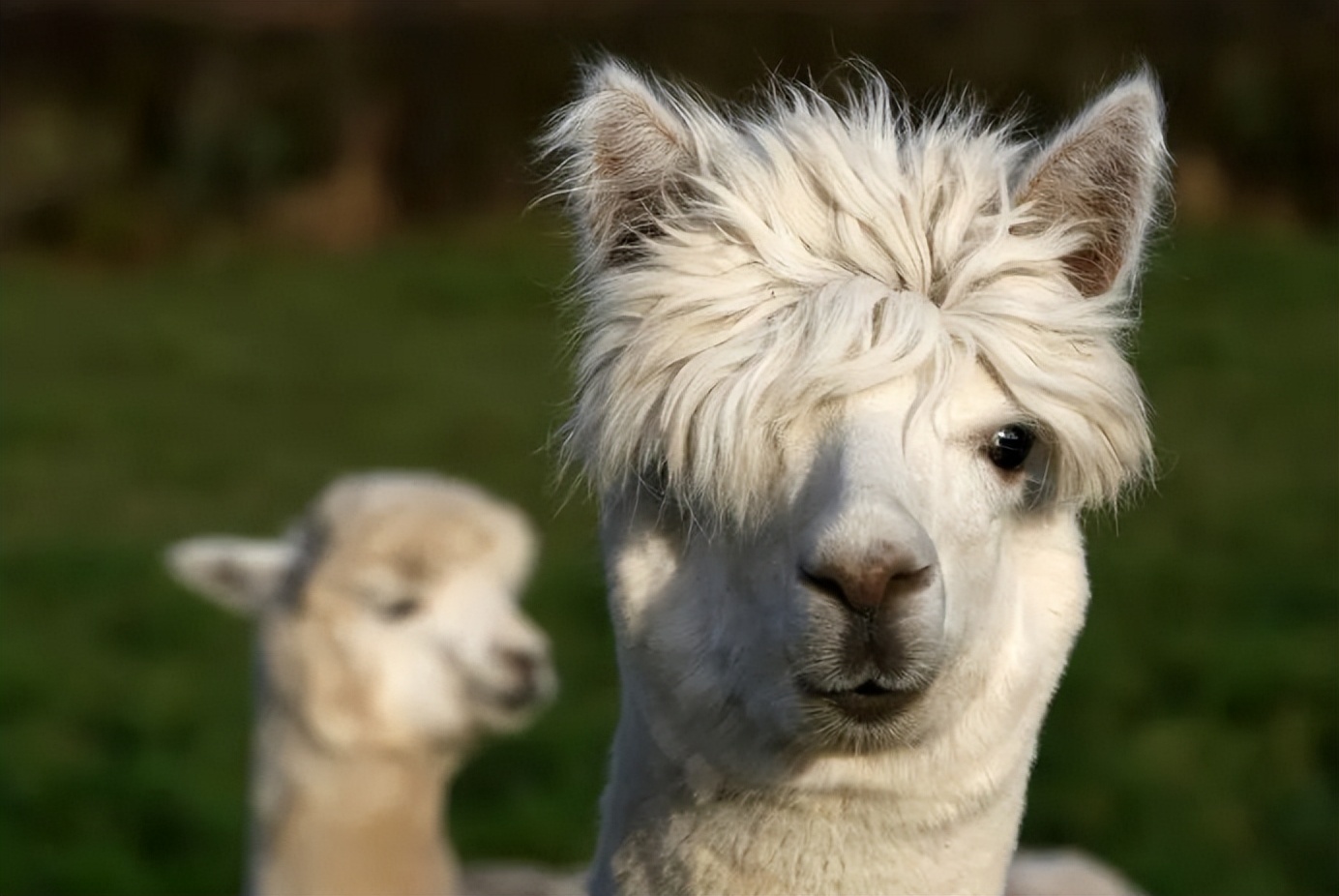 亚洲最萌动物大熊猫,国外评最可爱动物大熊猫排第三