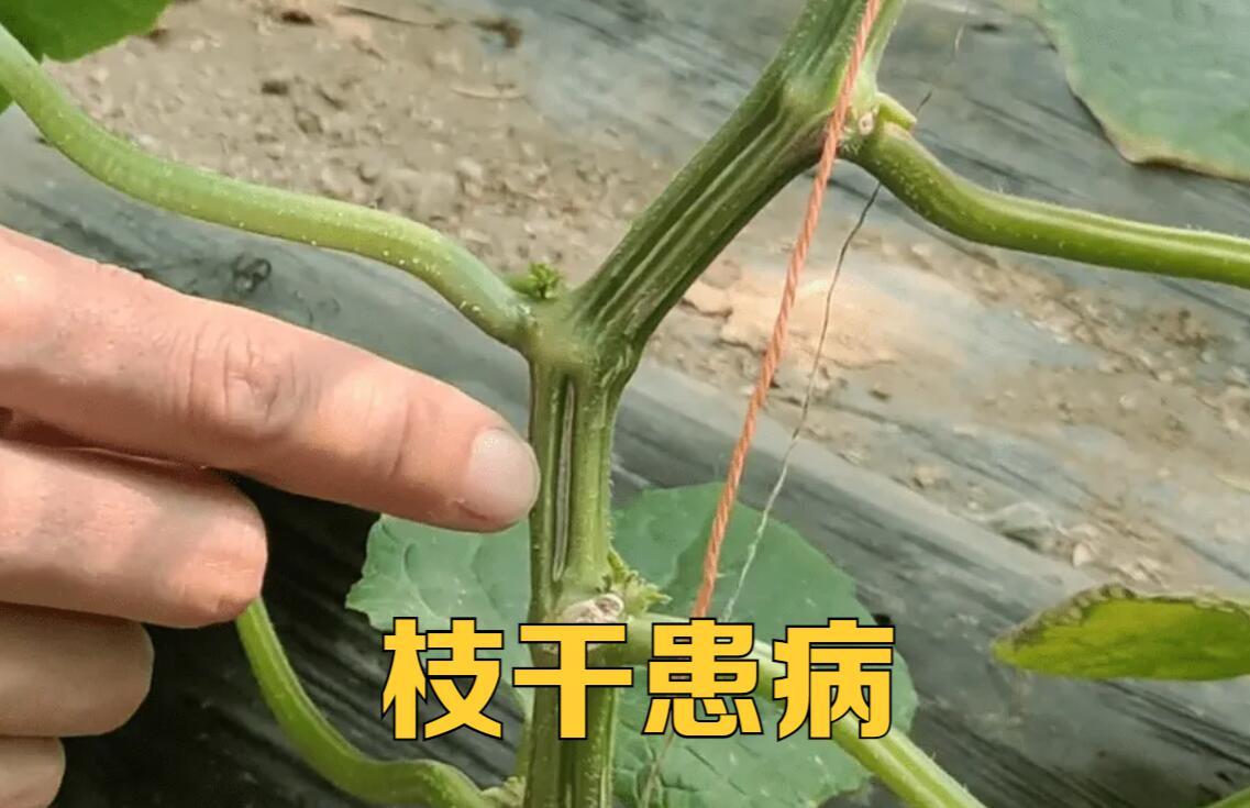 蔬菜根腐病打什么药,蔬菜地里根腐病如何治