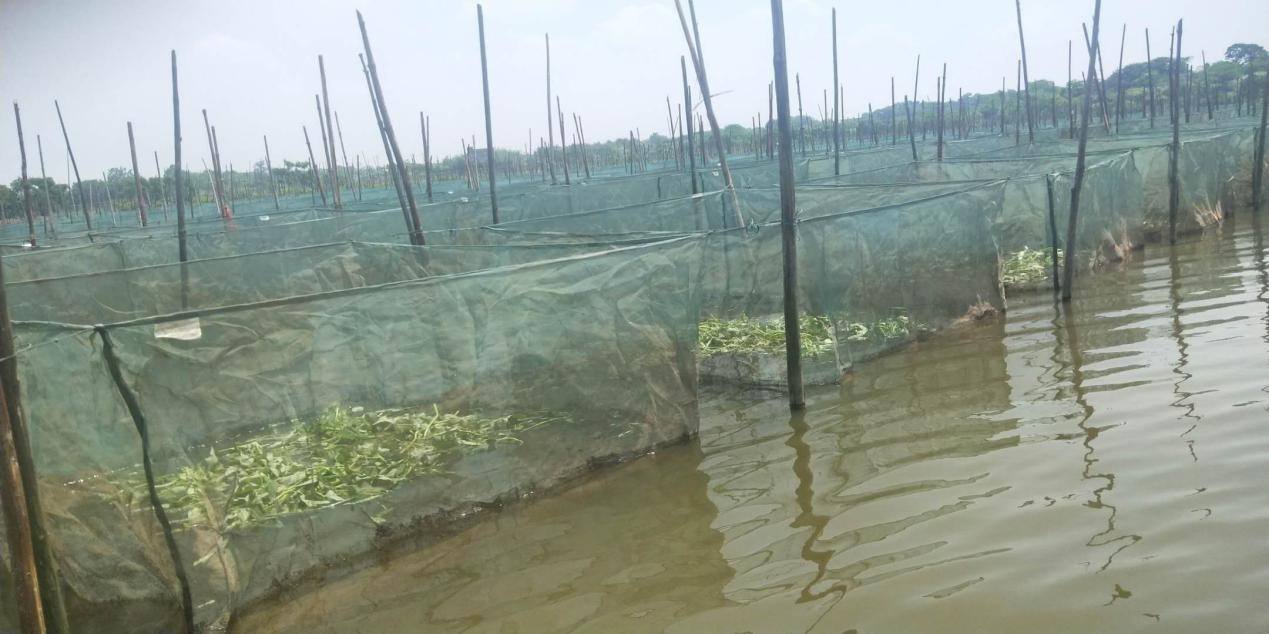 黄鳝成长在泥土里吗,野生黄鳝幼苗是怎么样过冬的