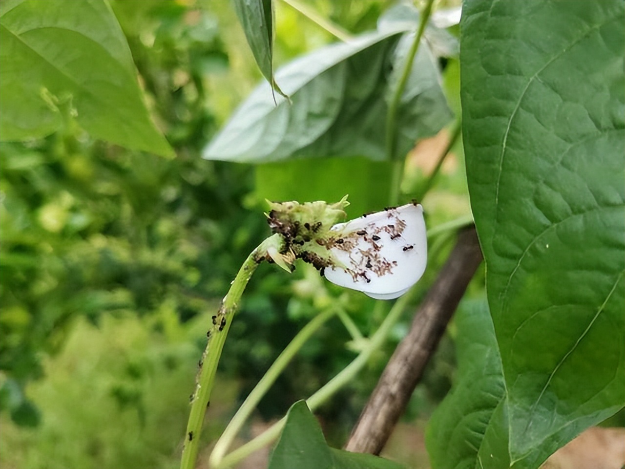 豆角怎么施肥,豆角秧施肥多了怎么办