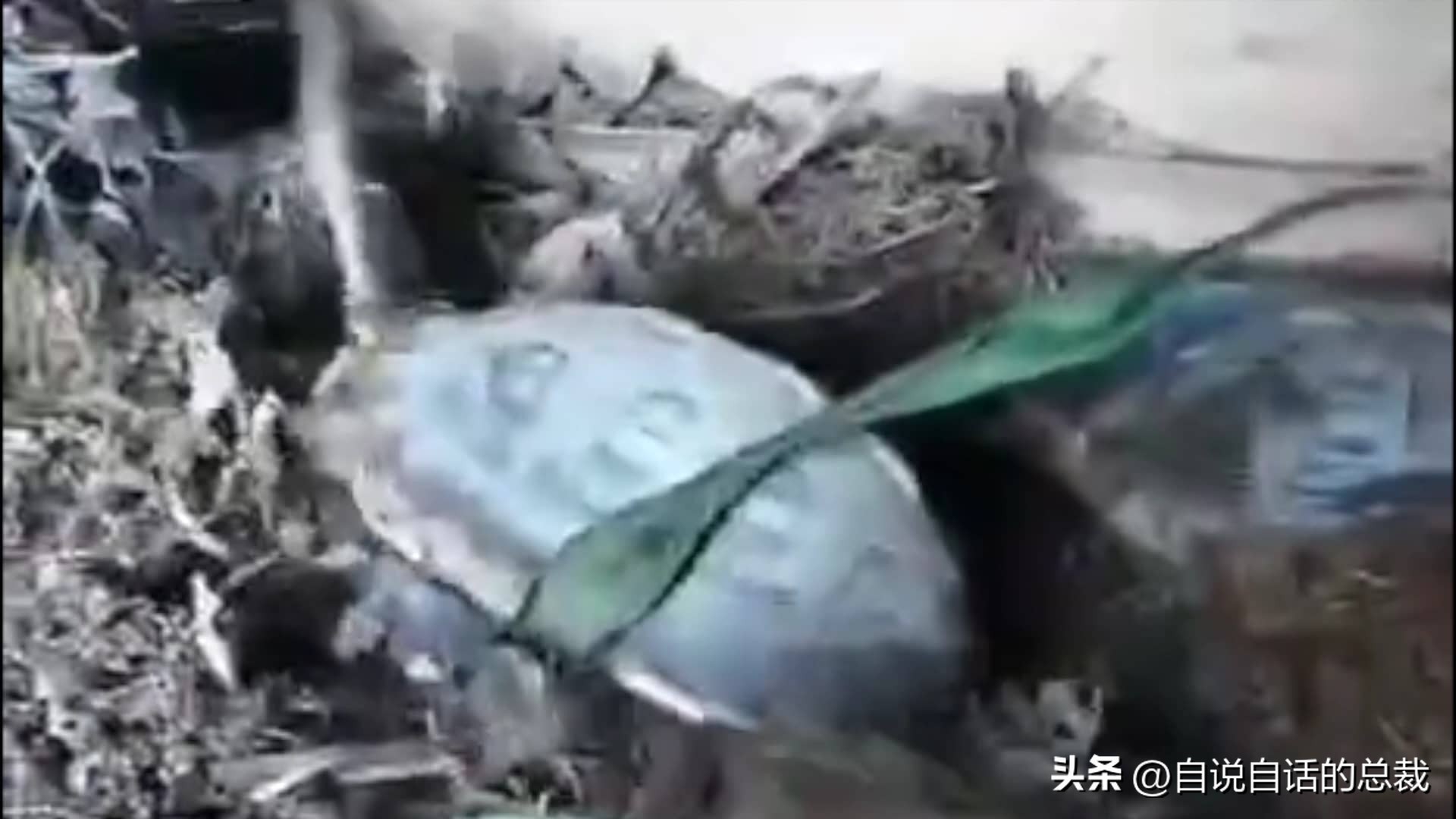 玄武龟蛇大战,罕见别致的龟蛇大战