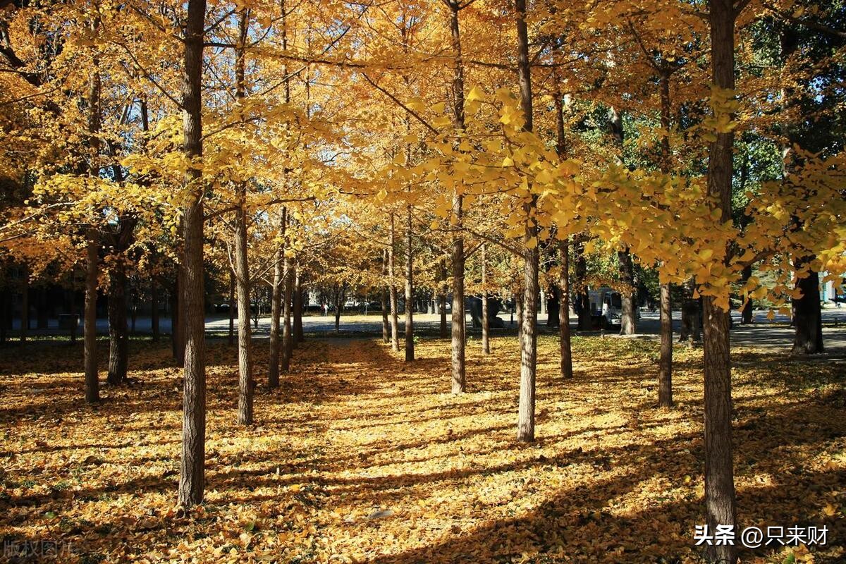 中国最难考的20所大学,中国985最好的20所大学名单排名