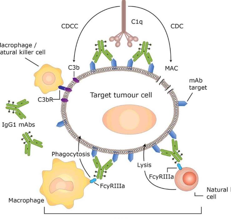 热带植物小果榕光合作用对光抑制的高敏感性