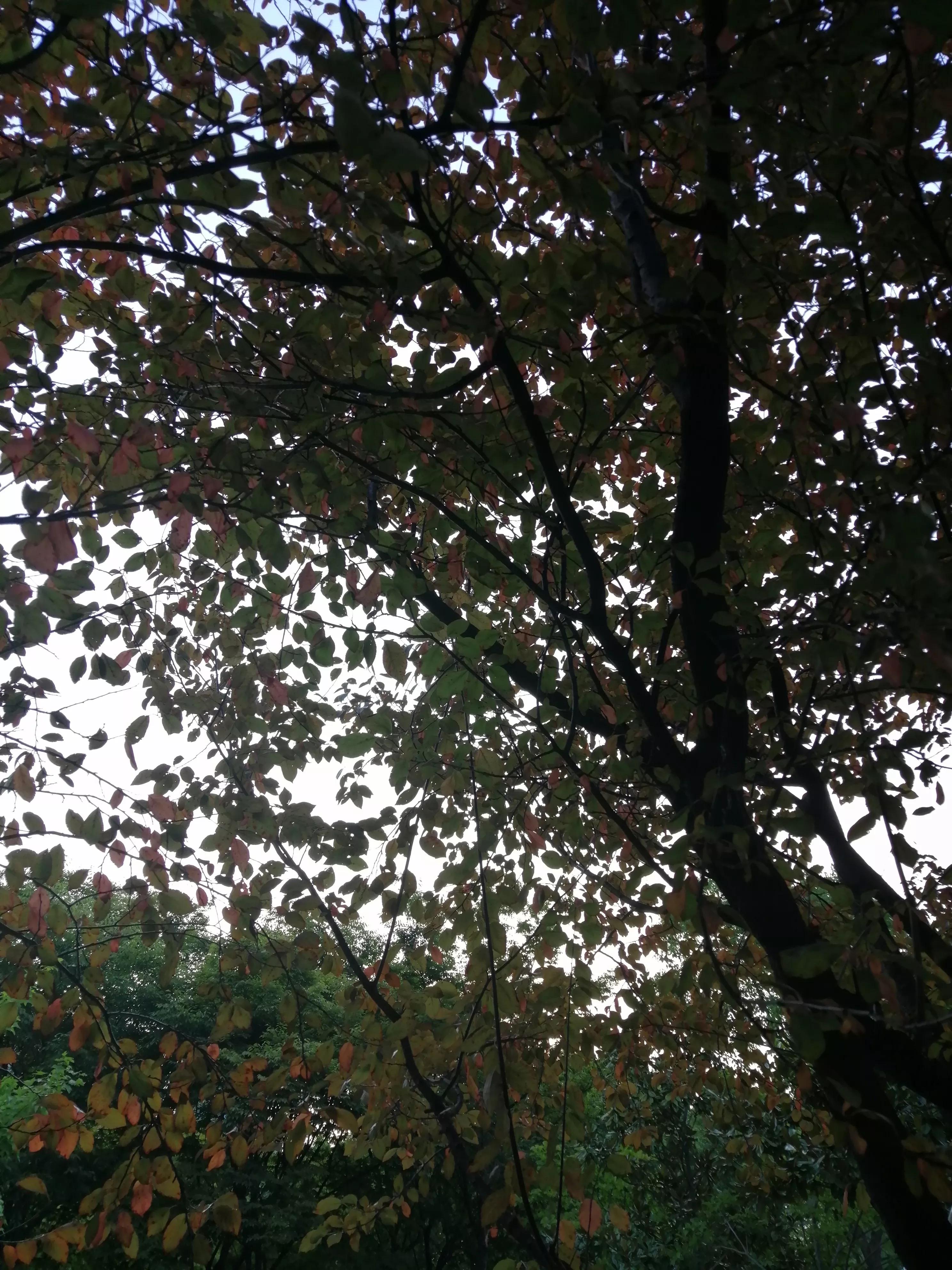 黑色星期五电影,黑色星期五游戏下载