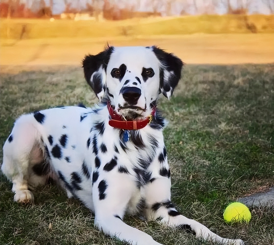 斑点狗杂交拉布拉多,杂交的斑点狗是什么样的啊