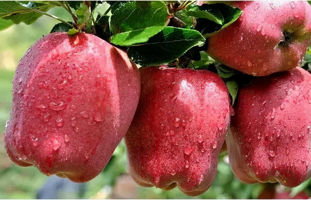 从基地的0.6元到零售11.8元，一个苹果的20倍“暴利”之旅