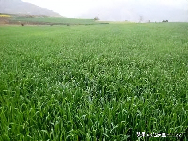 成都惊现农业玉米移栽术,现代绿化新科技吗?