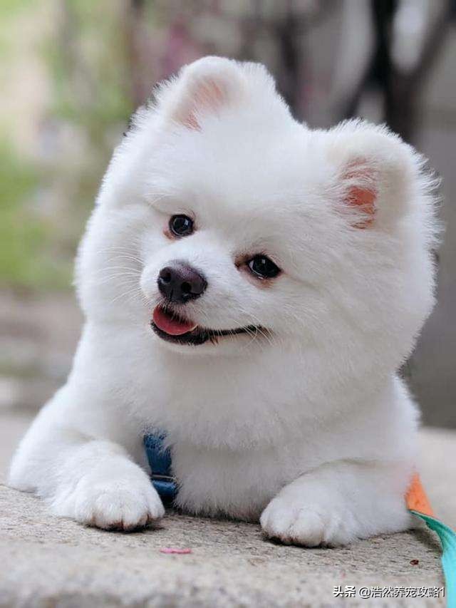 博美犬好养吗怎么训练,博美犬好养吗怎样训练