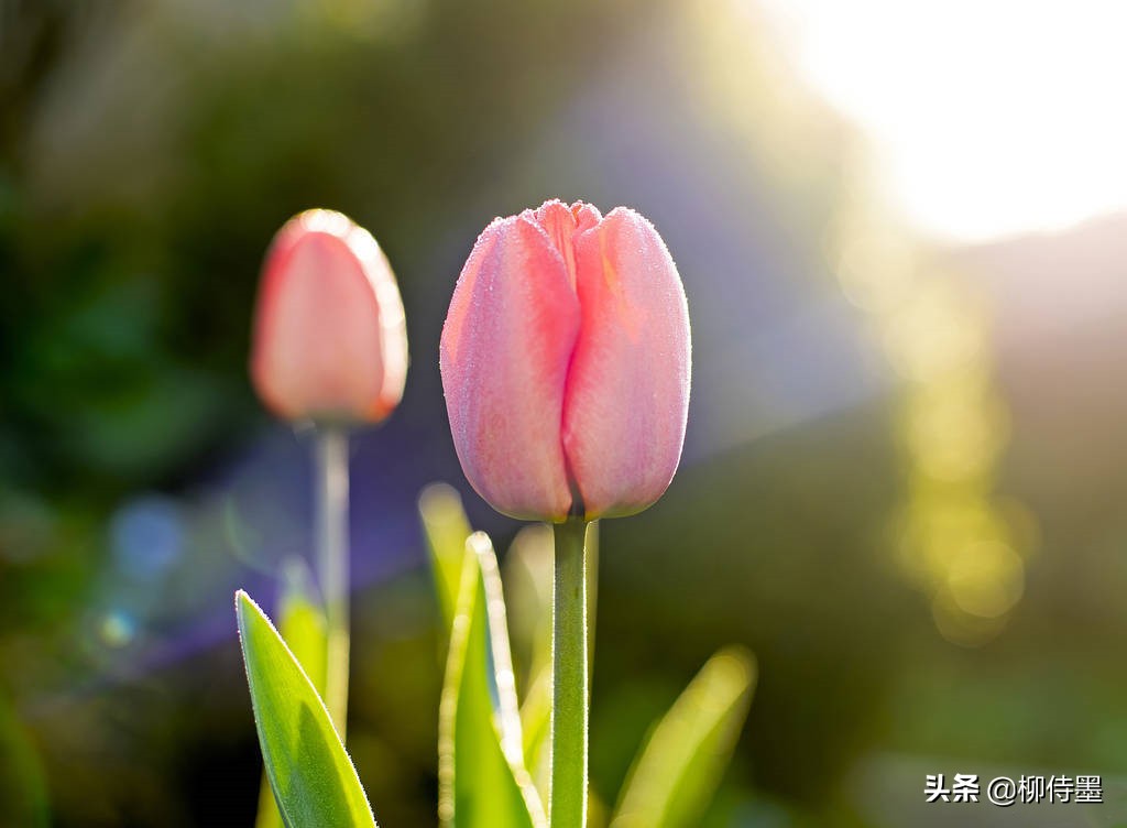 如何拍郁金香才有意境,郁金香拍照姿势怎么拍好看