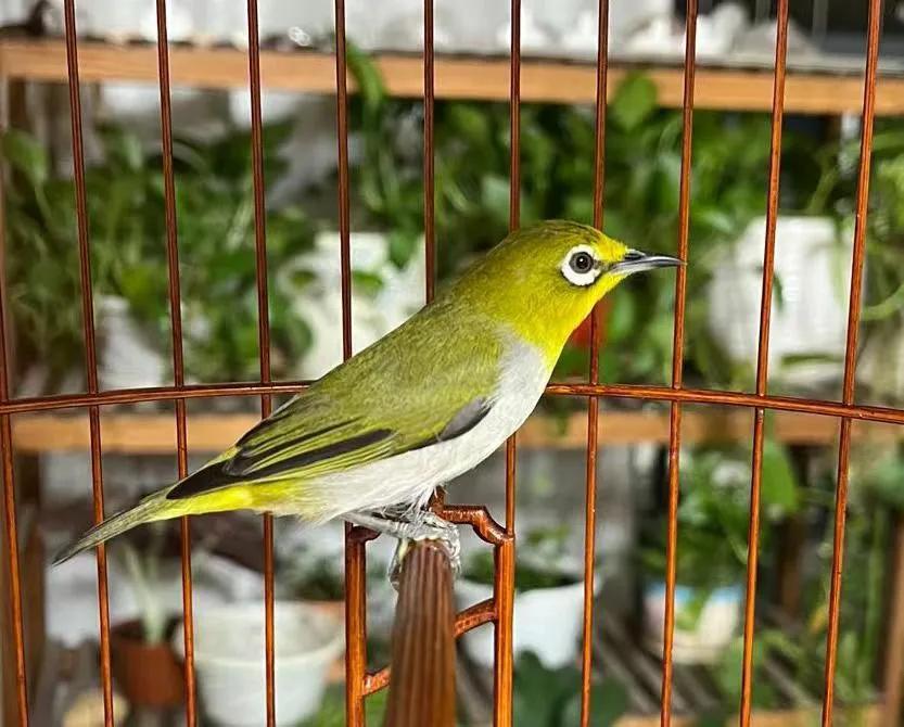 绣眼鸟水便什么样子,绣眼鸟老是振翅是什么原因