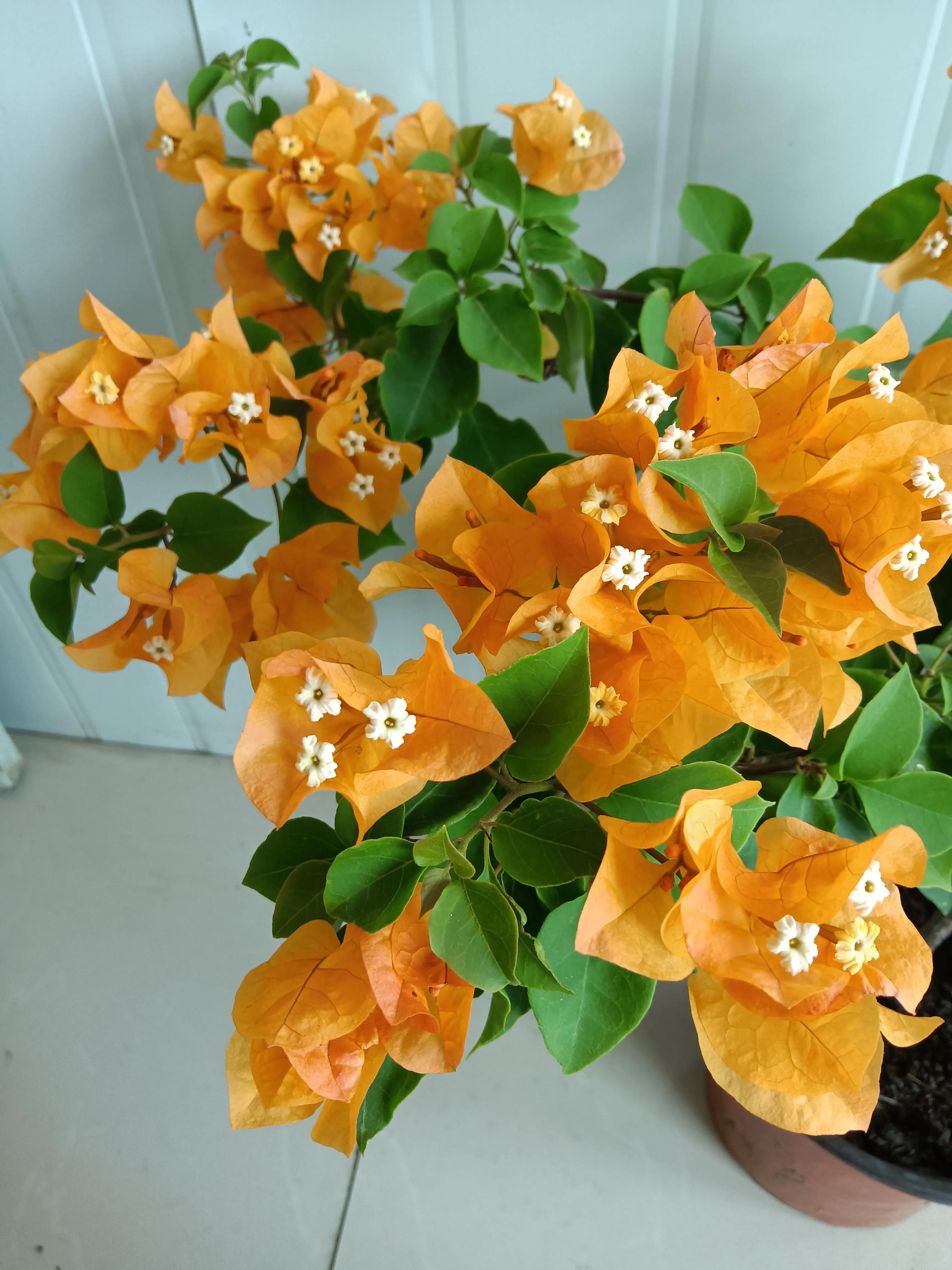 直播间买的花真的好吗,有没有在直播间买花的