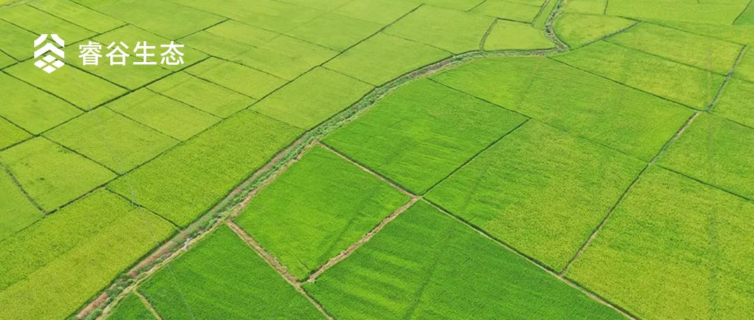 大道恒美×睿谷生态：大品牌战略，赋新生活方式营销