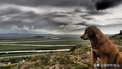 一日一成语行若狗彘